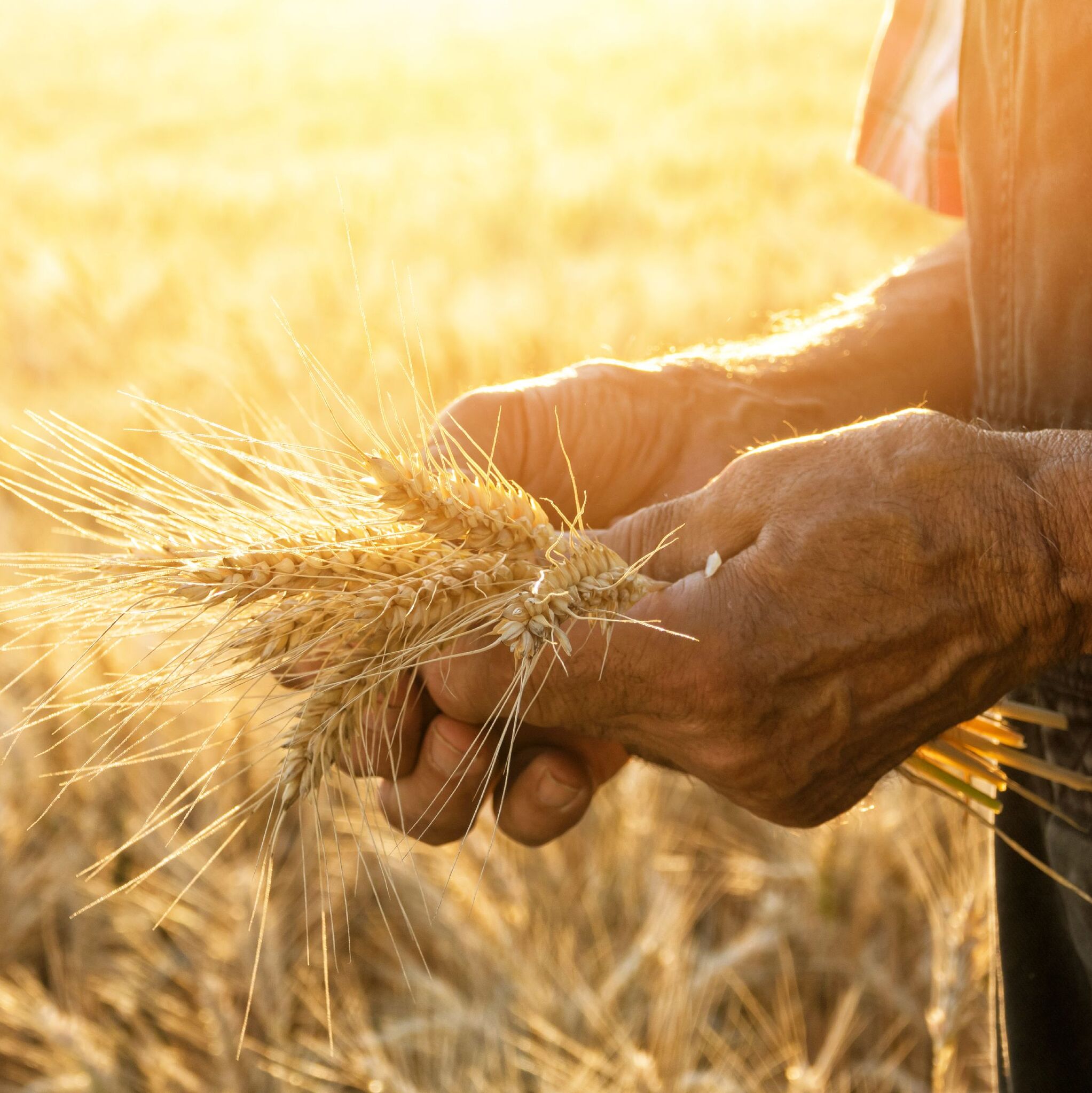 Время уборки зерновых. Уборка пшеницы. Время уборки зерновых. Уборочная страда в курганской области. Спк земледелец унинский район.