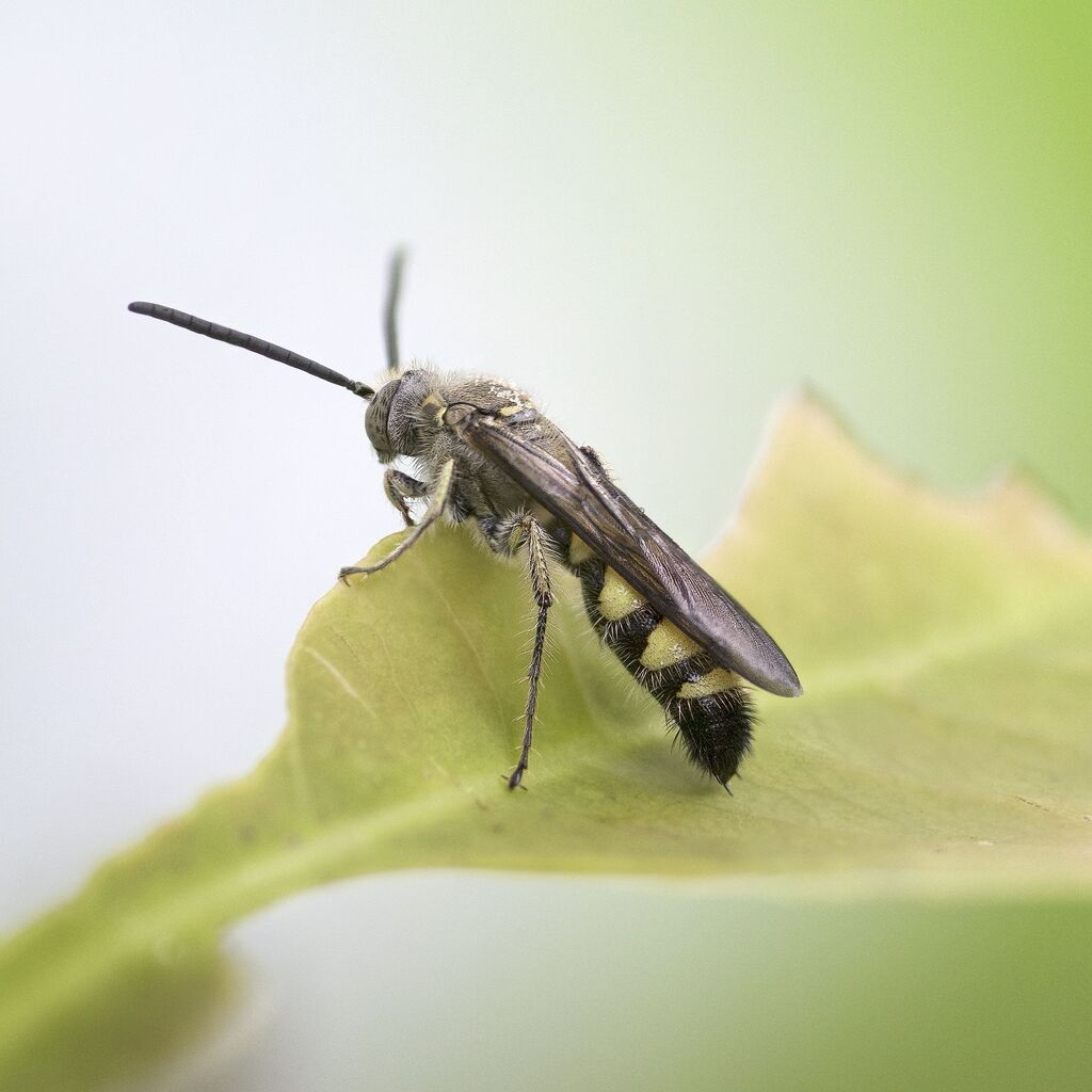 将昆虫作为蛋白质 营养 布勒集团