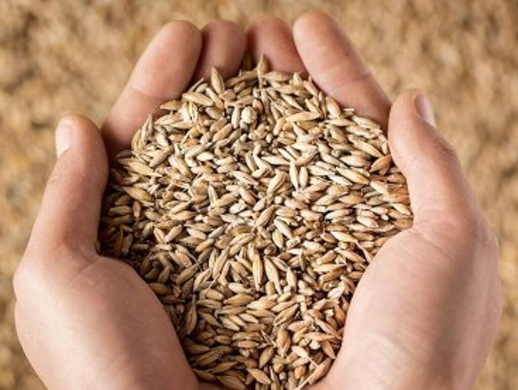 Oat Processing Course Milling Training Bühler Group