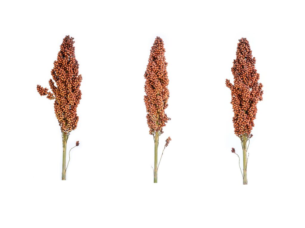 Processing Grain Processing Bühler Group